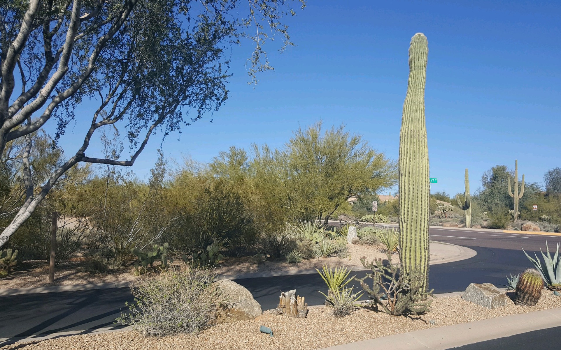 Cactus and scenery in Scottsdale, AZ